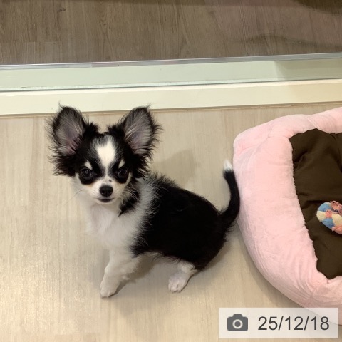 埼玉県のチワワ(ロング) (ペットプラス クレアモール川越店/2025年9月3日生まれ/男の子/ブラックタンホワイトマーキングス)の子犬の4枚目の画像