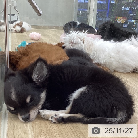 山梨県のチワワ(ロング) (ペットプラス 甲府国母店/2025年9月3日生まれ/男の子/ブラックタンホワイト)の子犬の4枚目の画像