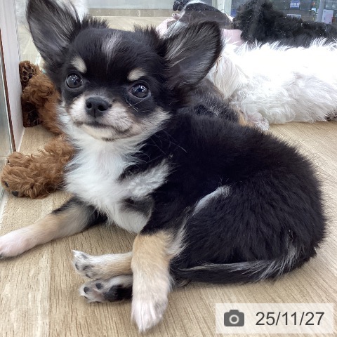 山梨県のチワワ(ロング) (ペットプラス 甲府国母店/2025年9月3日生まれ/男の子/ブラックタンホワイト)の子犬の3枚目の画像