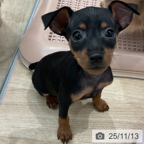 ミニチュア・ピンシャーの写真