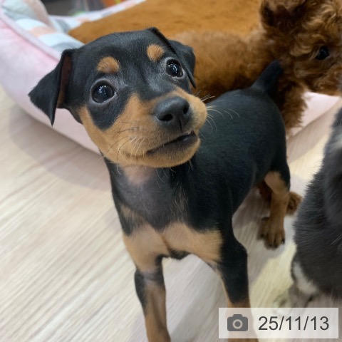 ミニチュア・ピンシャーの写真