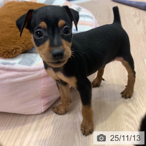 ミニチュア・ピンシャーの写真