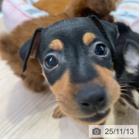 ミニチュア・ピンシャーの写真