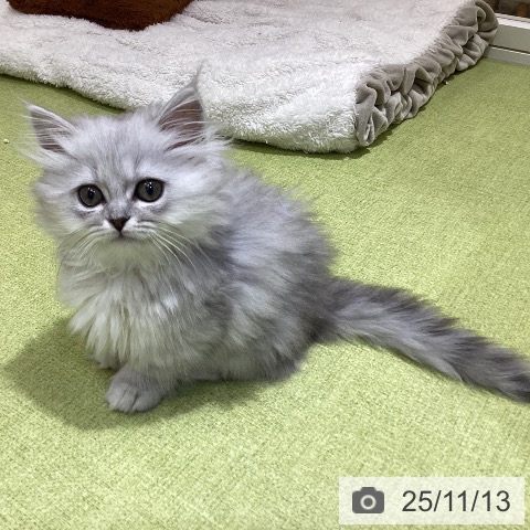 ミヌエットの写真