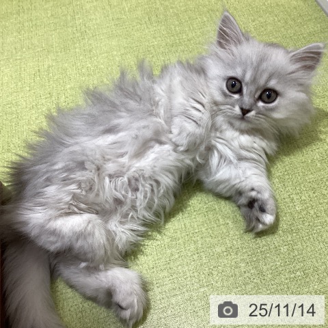 ミヌエットの写真