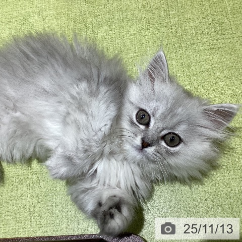 ミヌエットの写真