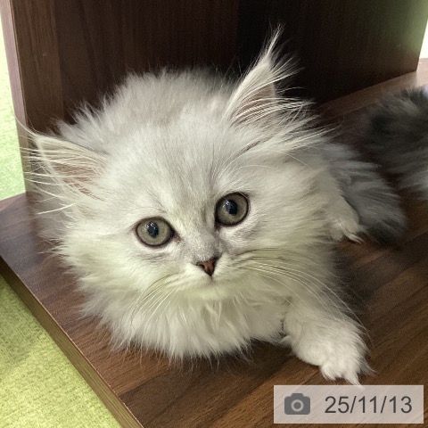 ミヌエットの写真