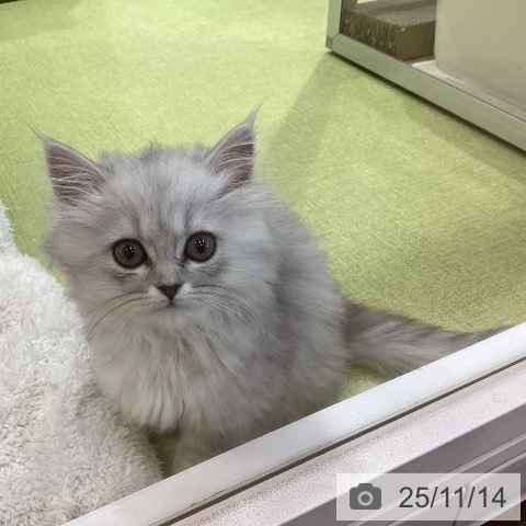 ミヌエットの写真