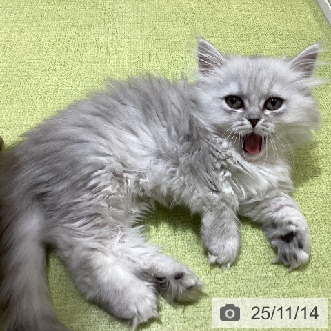 ミヌエットの写真