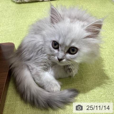 ミヌエットの写真