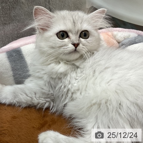 埼玉県のミヌエット (ペットプラス 与野店/2025年9月11日生まれ/女の子/チンチラシルバー)の子猫の3枚目の画像