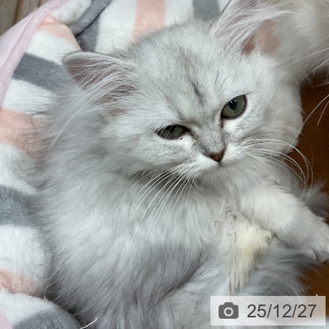 埼玉県のミヌエット (ペットプラス 与野店/2025年9月11日生まれ/女の子/チンチラシルバー)の子猫の3枚目の画像