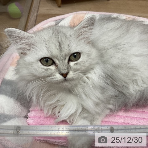 埼玉県のミヌエット (ペットプラス 与野店/2025年9月11日生まれ/女の子/チンチラシルバー)の子猫の3枚目の画像