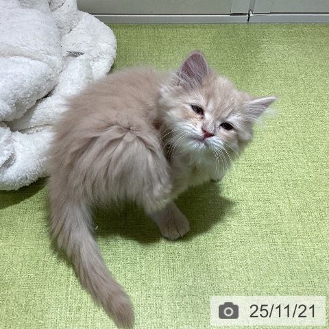 ラガマフィンの写真