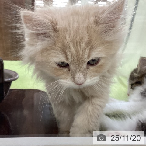 ラガマフィンの写真