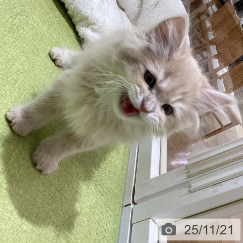 ラガマフィンの写真