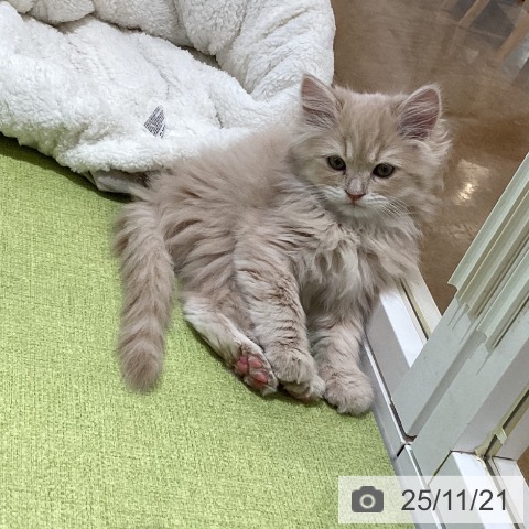 ラガマフィンの写真