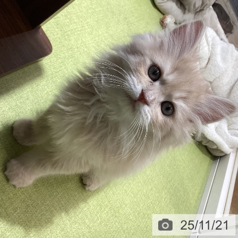 ラガマフィンの写真