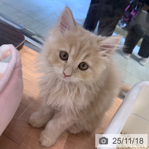 東京都のラガマフィン (ペットプラス アクアシティお台場店/2025年9月11日生まれ/女の子/クリームタビー)の子猫の4枚目の画像