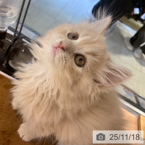 東京都のラガマフィン (ペットプラス アクアシティお台場店/2025年9月11日生まれ/女の子/クリームタビー)の子猫の3枚目の画像