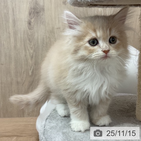 ラガマフィンの写真