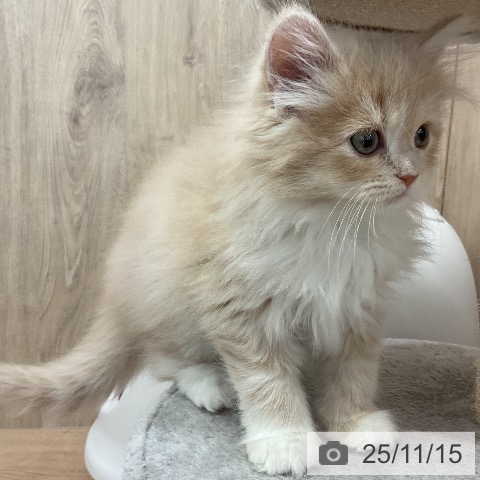 ラガマフィンの写真