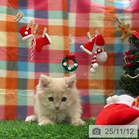 ラガマフィンの写真