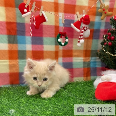 ラガマフィンの写真