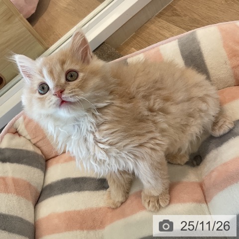 千葉県のラガマフィン (ペットプラス コトエ流山おおたかの森店/2025年9月12日生まれ/男の子/クリームタビー)の子猫の4枚目の画像