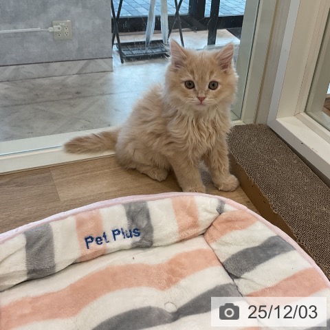 千葉県のラガマフィン (ペットプラス コトエ流山おおたかの森店/2025年9月12日生まれ/男の子/クリームタビー)の子猫の3枚目の画像