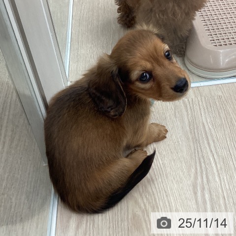 埼玉県のミニチュアダックスフンド(ロング) (ペットプラス 八潮店/2025年9月11日生まれ/男の子/レッド)の子犬の4枚目の画像