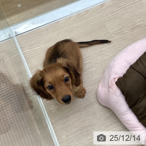 埼玉県のミニチュアダックスフンド(ロング) (ペットプラス 八潮店/2025年9月11日生まれ/男の子/レッド)の子犬の3枚目の画像