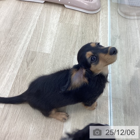 山梨県のミニチュアダックスフンド(ロング) (ペットプラス 甲府国母店/2025年9月11日生まれ/女の子/ブラックタン)の子犬の4枚目の画像