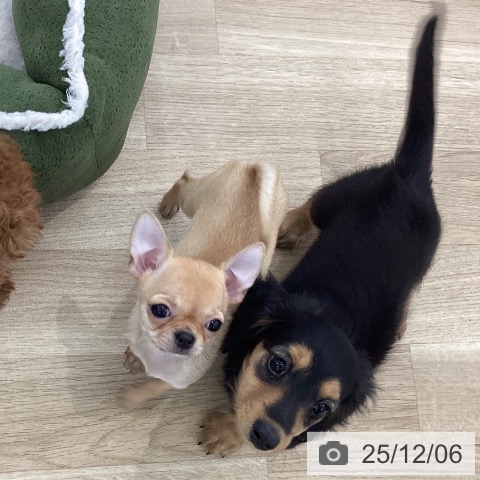 山梨県のミニチュアダックスフンド(ロング) (ペットプラス 甲府国母店/2025年9月11日生まれ/女の子/ブラックタン)の子犬の3枚目の画像