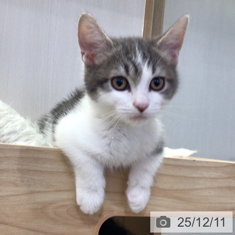 千葉県のマンチカン (ペットプラス 幕張新都心店/2025年9月12日生まれ/男の子/ブルータビーホワイト)の子猫の4枚目の画像