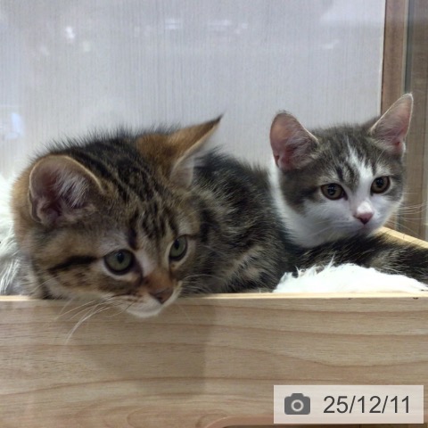 千葉県のマンチカン (ペットプラス 幕張新都心店/2025年9月12日生まれ/男の子/ブルータビーホワイト)の子猫の3枚目の画像