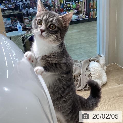 宮城県のマンチカン (ペットプラス 仙台泉大沢店/2025年9月12日生まれ/女の子/ブルータビーホワイト)の子猫の4枚目の画像