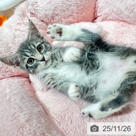 千葉県のマンチカン (ペットプラス ユーカリが丘店/2025年9月12日生まれ/女の子/ブルータビーホワイト)の子猫の3枚目の画像