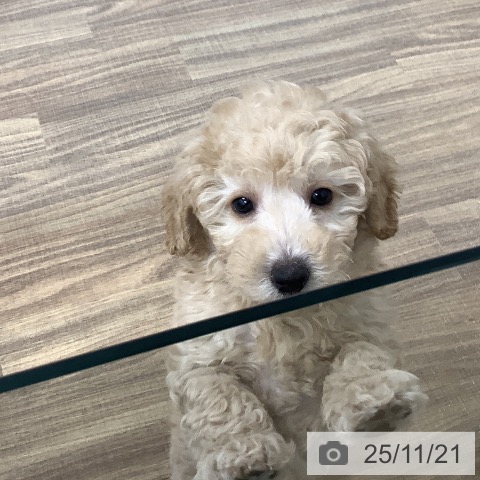 茨城県のトイプードル(トイ) (ペッツワン 阿見店/2025年9月12日生まれ/男の子/クリーム)の子犬の3枚目の画像