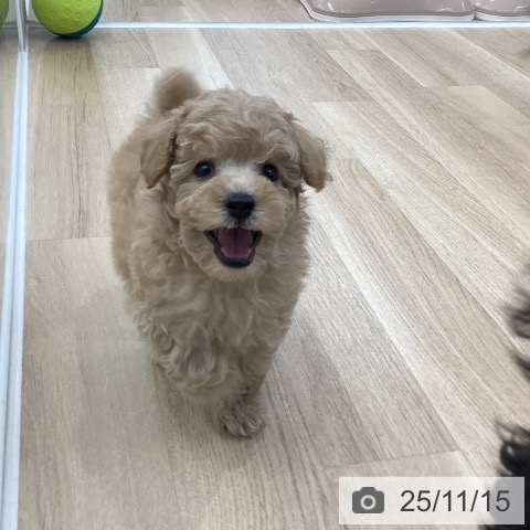 トイ・プードルの写真