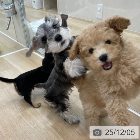 神奈川県のトイプードル(トイ) (ペットプラス 相模原並木店/2025年9月12日生まれ/男の子/クリーム)の子犬の4枚目の画像