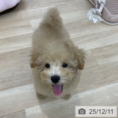 神奈川県のトイプードル(トイ) (ペットプラス 相模原並木店/2025年9月12日生まれ/男の子/クリーム)の子犬の3枚目の画像