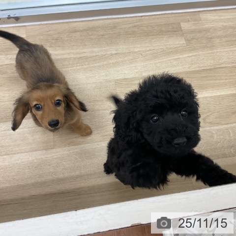 トイ・プードルの写真