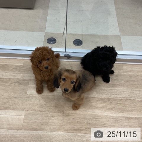 トイ・プードルの写真