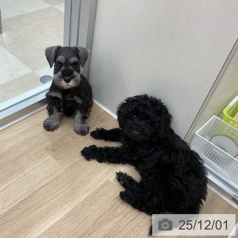 神奈川県のトイプードル(トイ) (ペットプラス アミーゴ藤沢店/2025年9月12日生まれ/女の子/ブラック)の子犬の4枚目の画像