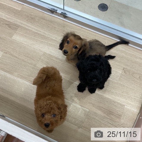 トイ・プードルの写真