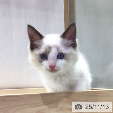 ラグドールの写真