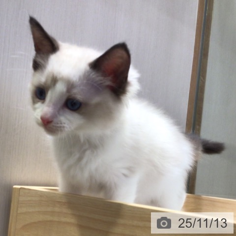 ラグドールの写真