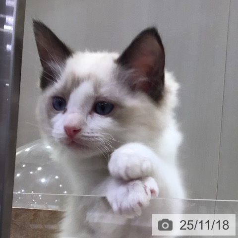 千葉県のラグドール (ペットプラス 幕張新都心店/2025年9月9日生まれ/男の子/シールポイントバイカラー)の子猫の4枚目の画像