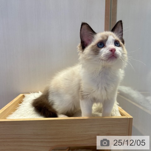 千葉県のラグドール (ペットプラス 幕張新都心店/2025年9月9日生まれ/男の子/シールポイントバイカラー)の子猫の3枚目の画像